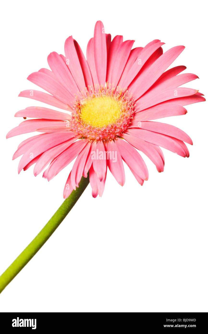 Pink daisy isolato su un puro sfondo bianco Foto Stock