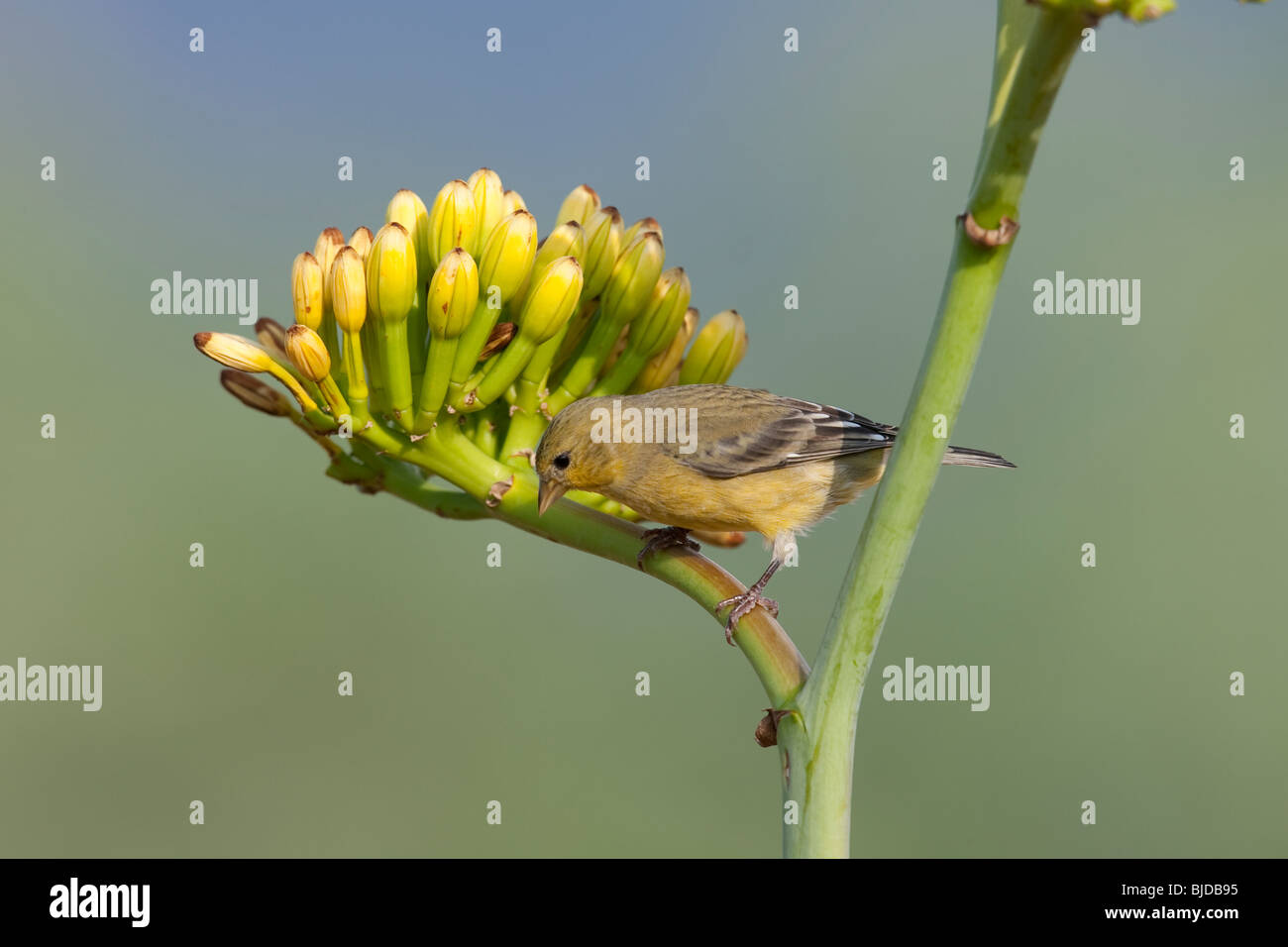 Minor Cardellino (Carduelis psaltria psaltria), femmina sul bellissimo fiore giallo. Foto Stock