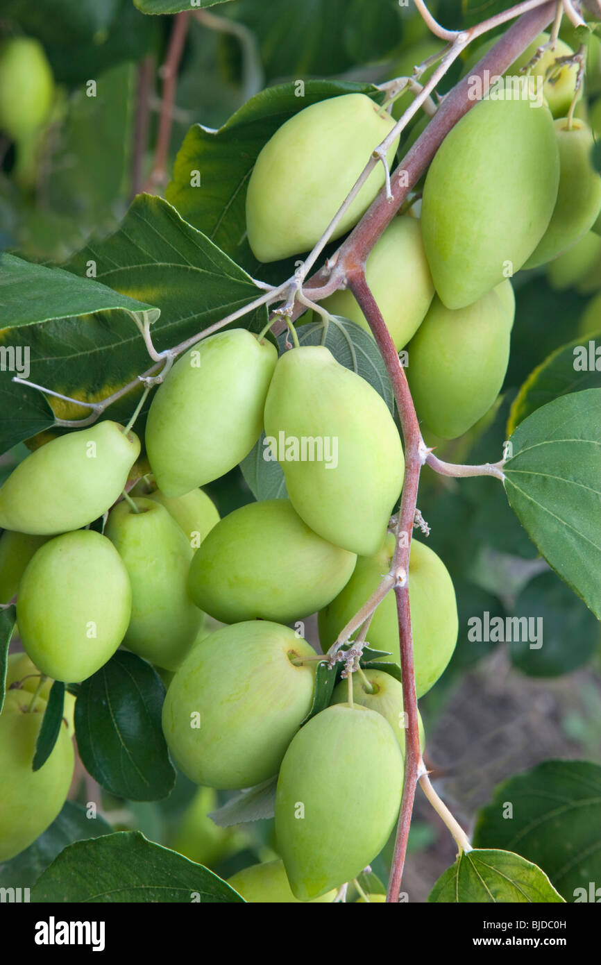 Jujube 'Ziziphus' maturazione di frutta sul ramo. Foto Stock