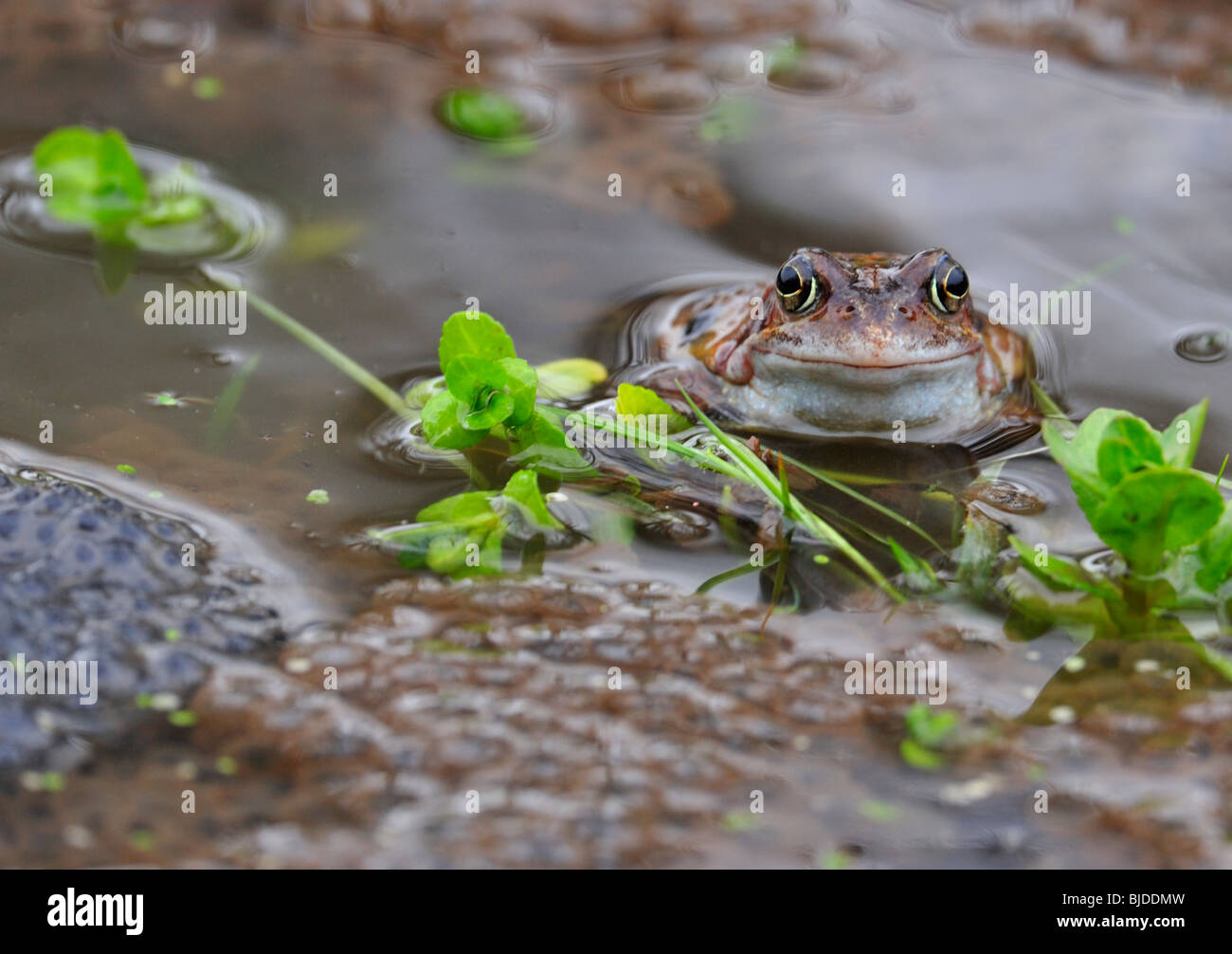 Rana comune. Rana temporaria. Frog spawn. Foto Stock