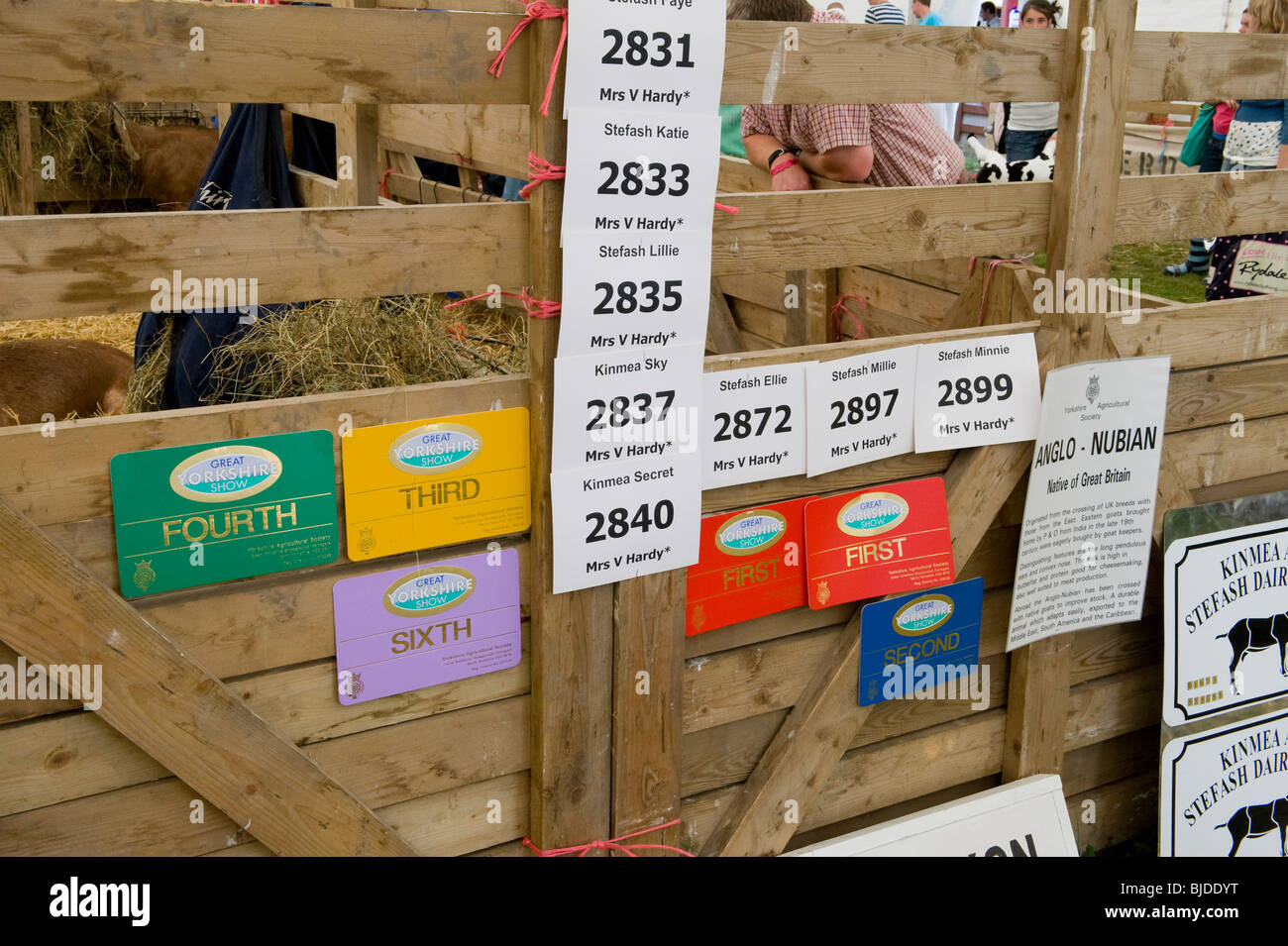 Una penna di capra al grande spettacolo dello Yorkshire, Harrogate, mostrando i certificati vinto da animali detenuti lì. Foto Stock