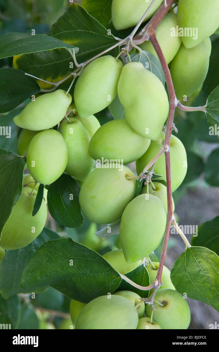 Jujube 'Ziziphus jujuba' maturazione di frutta sul ramo. Foto Stock