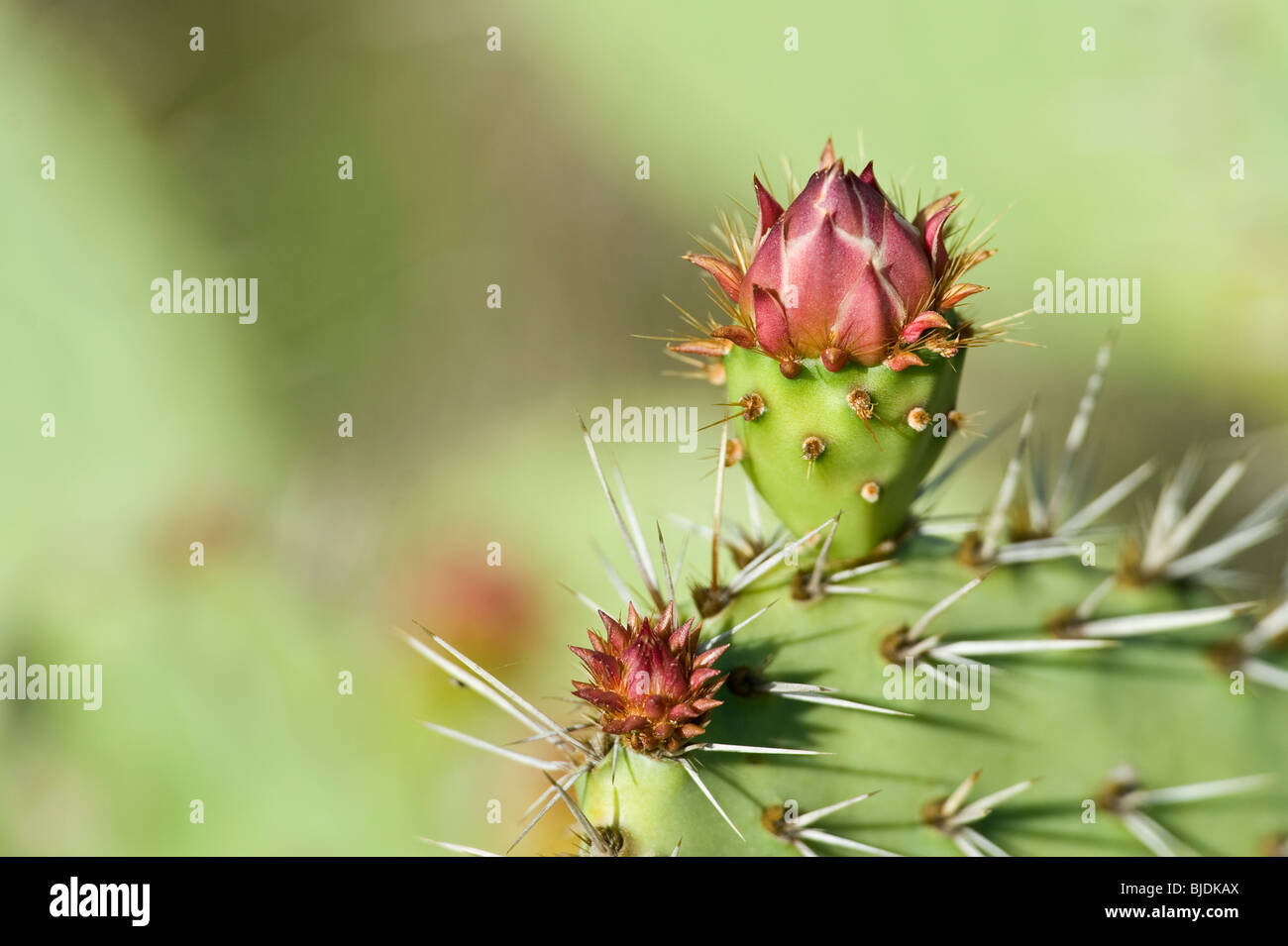 Ficodindia cactus Foto Stock