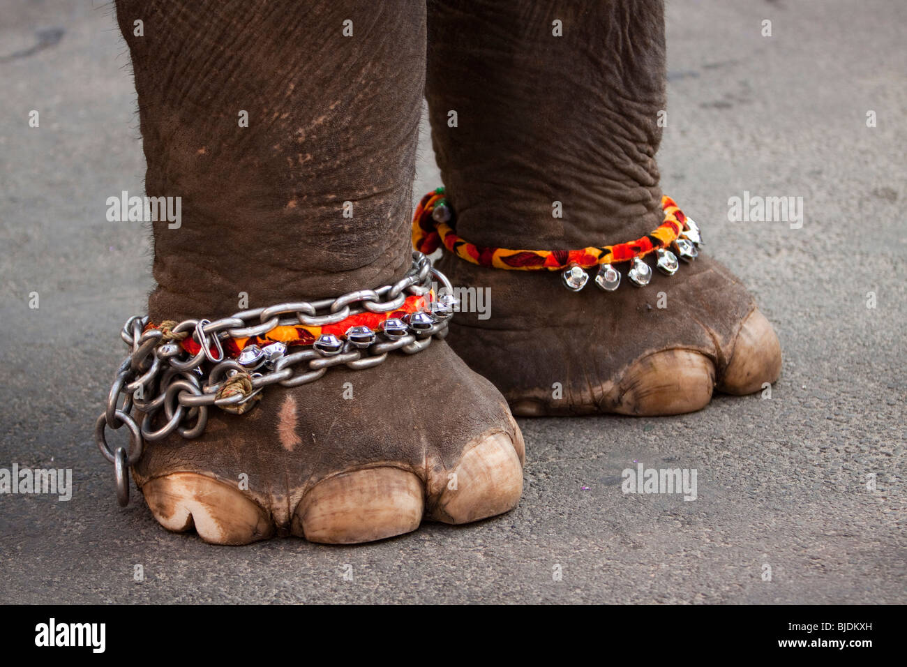 India Kerala, Kochi, Ernakulam Uthsavom festival, Parayeduppu elephant processione, le catene ai piedi di elefante Foto Stock