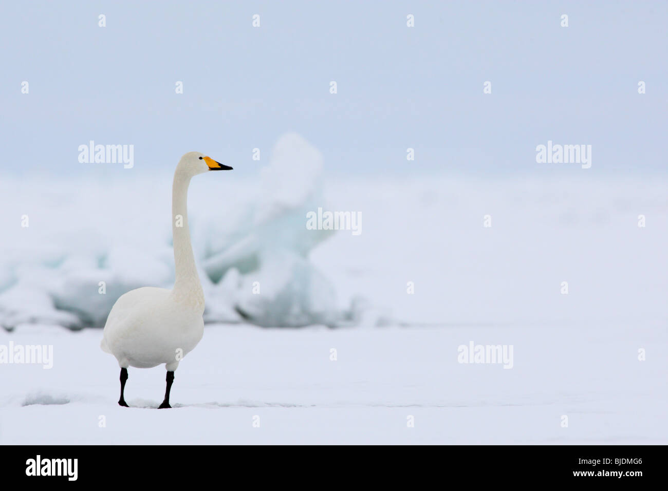 Whooper Swan (Cygnus cygnus) in inverno. Foto Stock