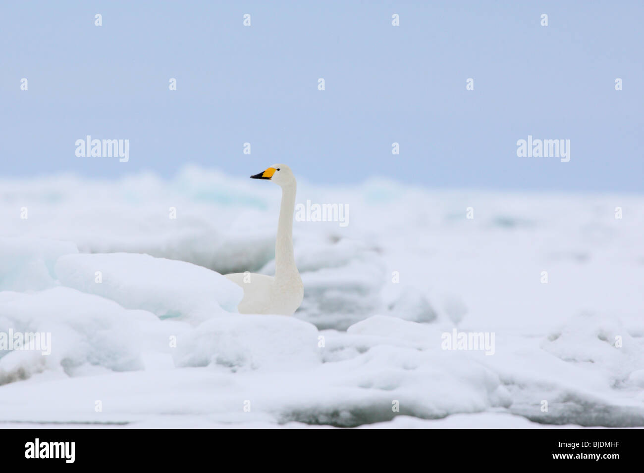 Whooper Swan (Cygnus cygnus) in inverno. Foto Stock