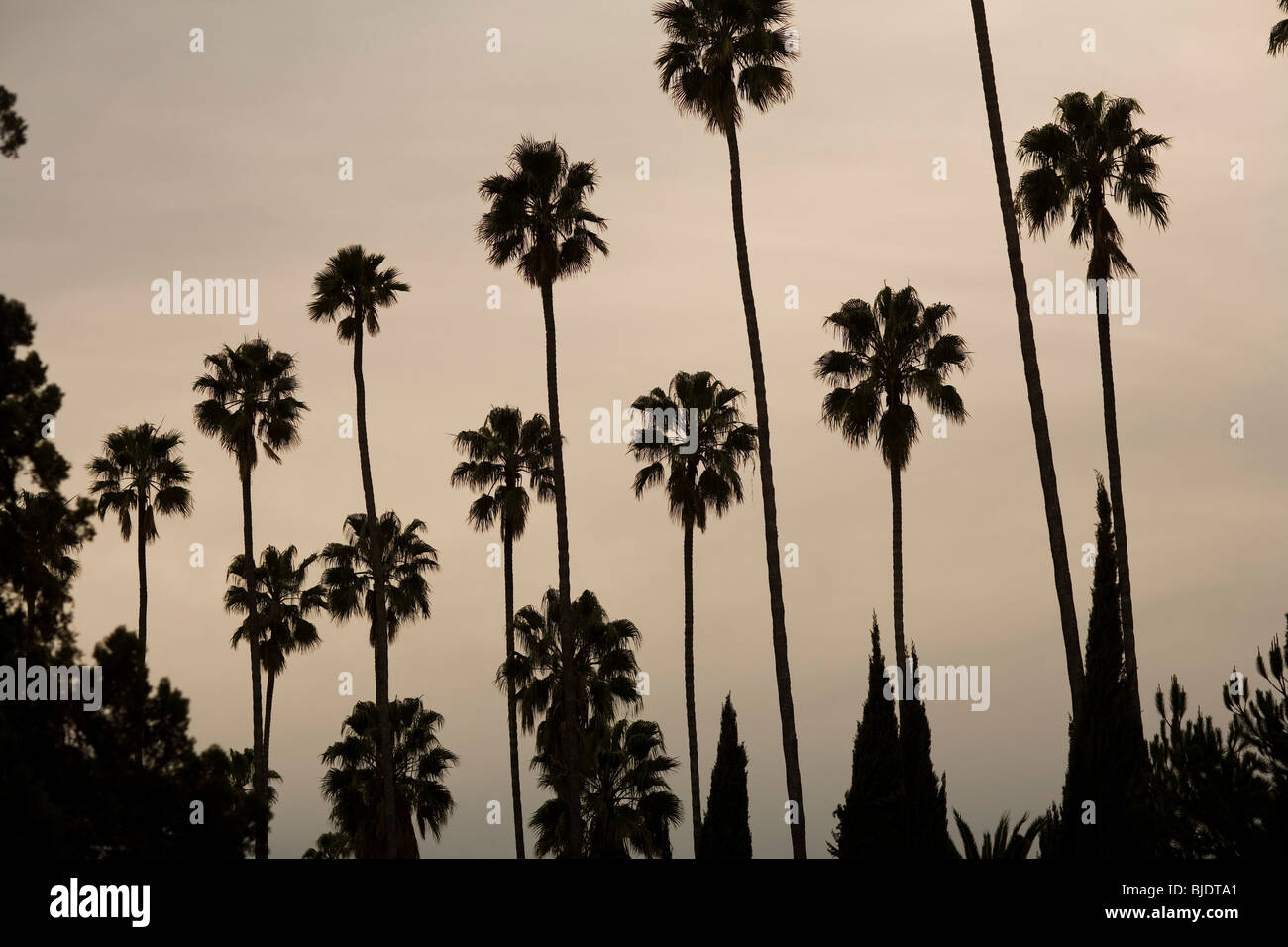 Palme e cipressi, Contea di Los Angeles, California, Stati Uniti d'America Foto Stock