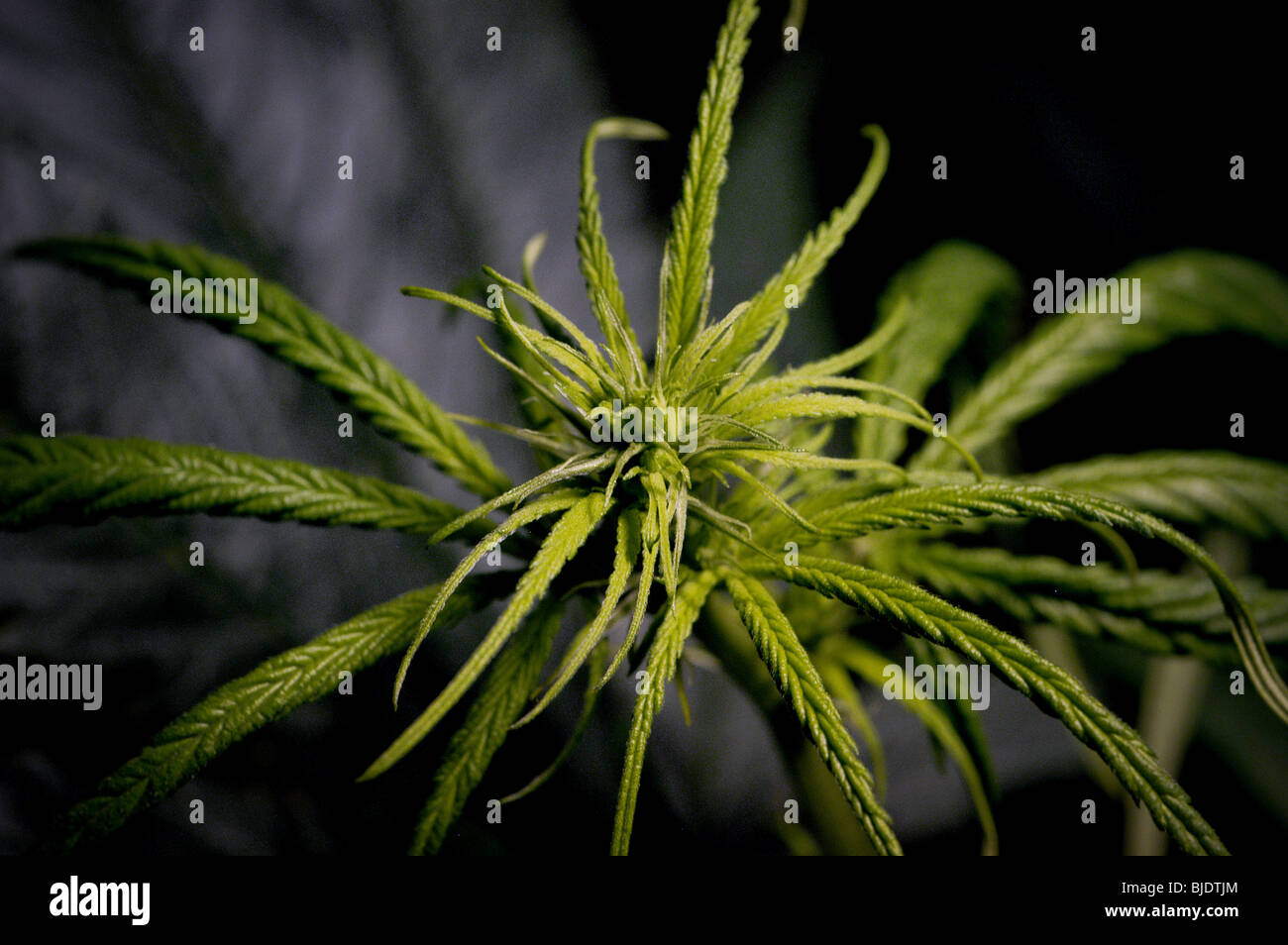 La coltivazione di cannabis (C. Sativa, C. Indica, C. Ruderalis) sotto illuminazione artificiale. Una fioritura femminile skunk cannabis pianta.*, Foto Stock