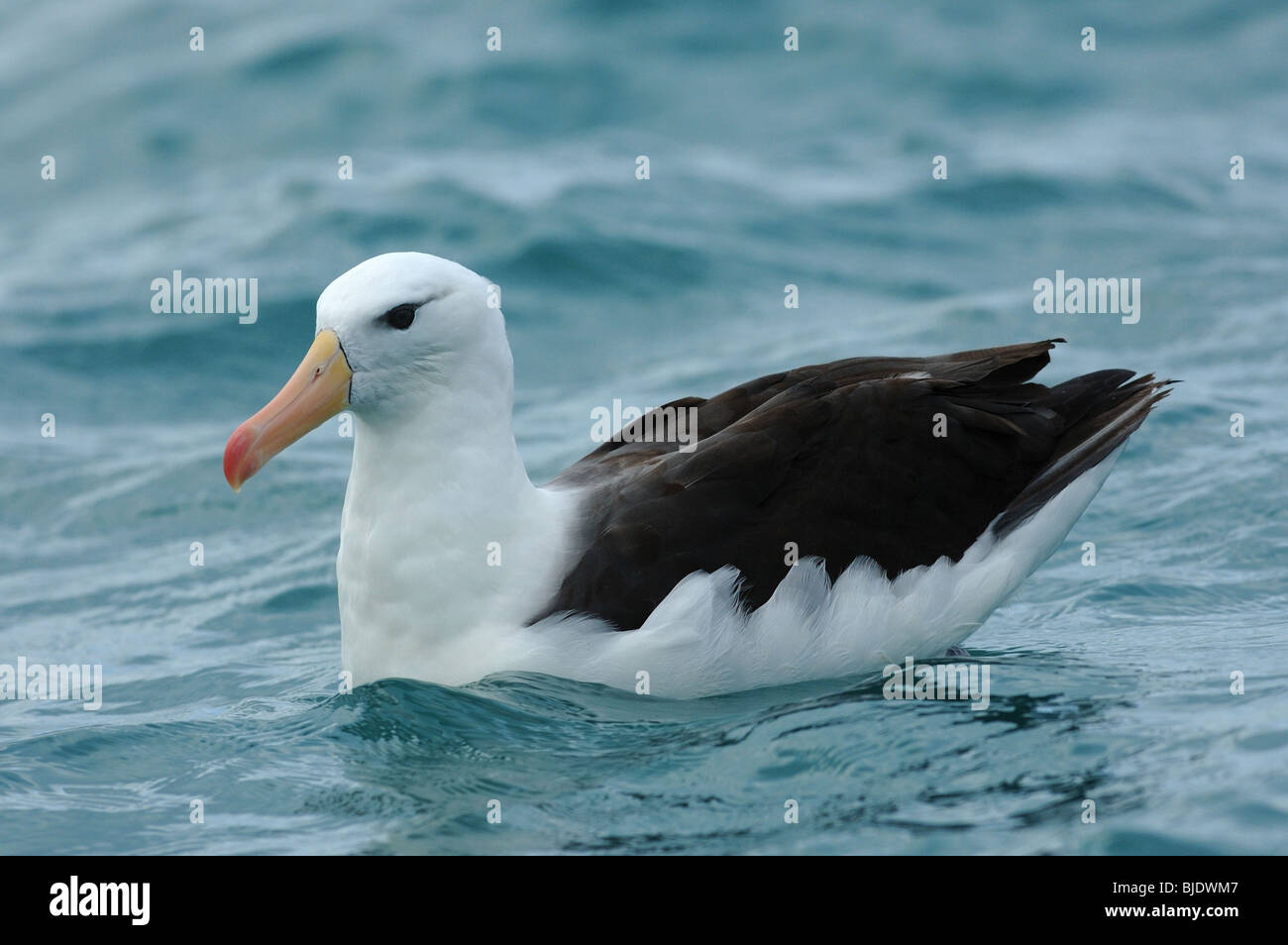 Nero-browed Albatross (Thalassarche melanophrys) nuoto in Nuova Zelanda Foto Stock