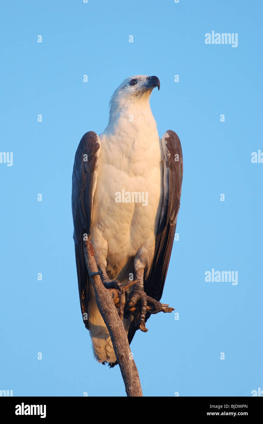 Bianco-gonfiato aquila del mare (Haliaeetus leucogaster) nel Parco Nazionale Kakadu, Australia Foto Stock