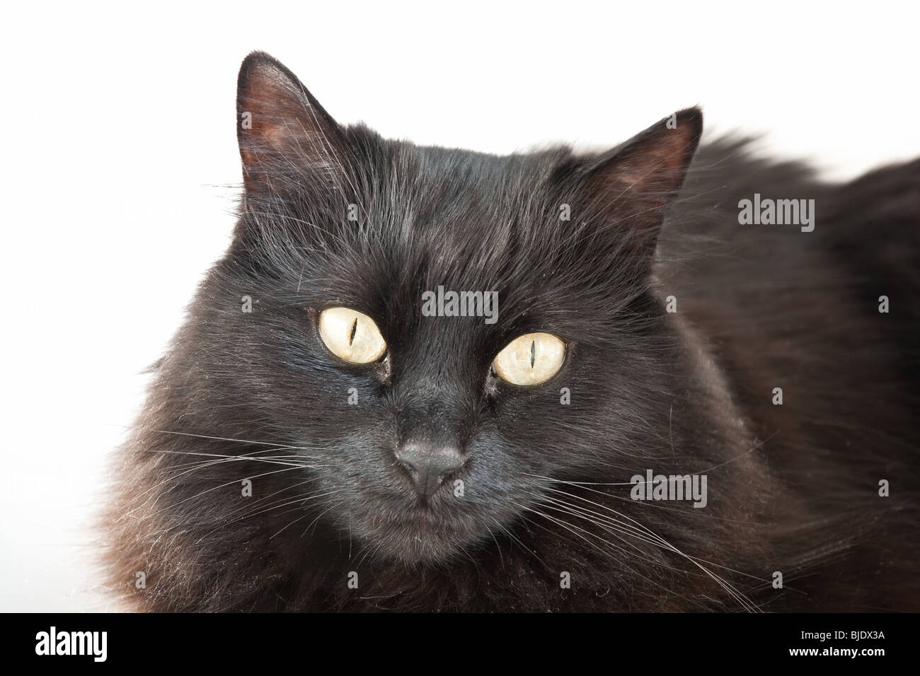 La faccia di un lungo pelo nero cat isolati su sfondo bianco Foto Stock