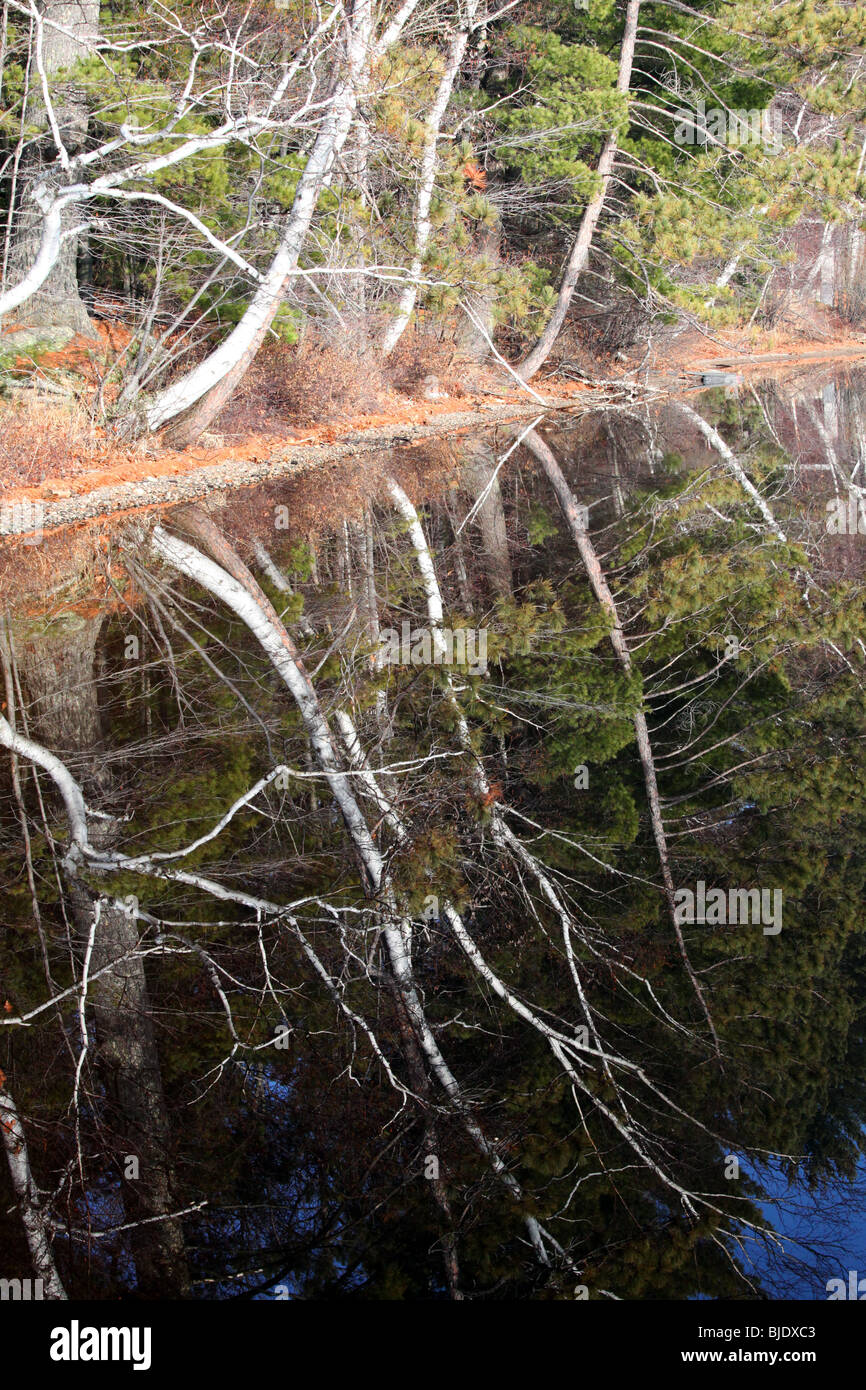 L'immagine speculare di rami di alberi in lago di riflessione, bianco betulla, Aspen, evergreen, abeti, verde rami lago blu, i colori dell'autunno Foto Stock