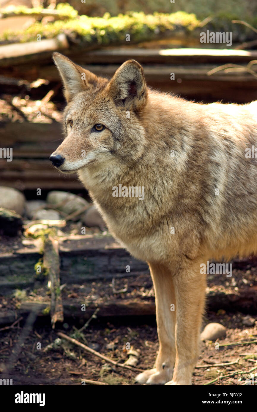 Un membro della famiglia canino, gamma Coyote Foto Stock