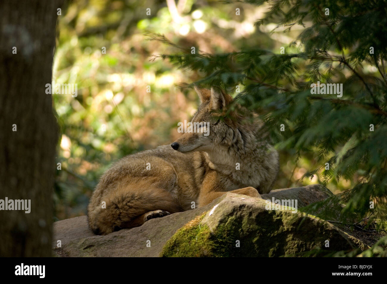 Una gamma Coyote giace su una roccia e orologi Foto Stock