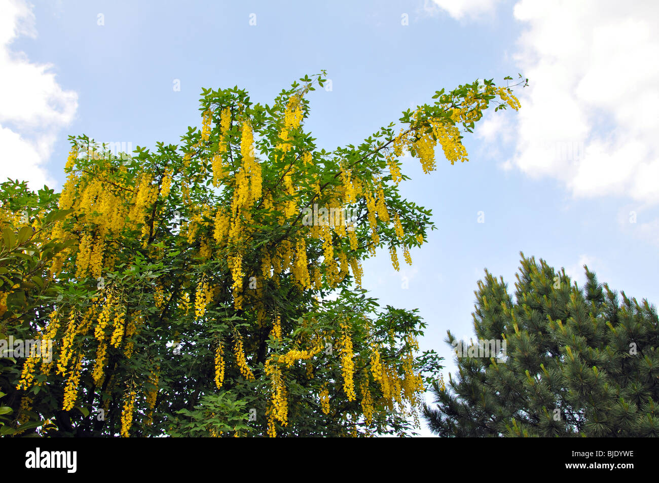 Il maggiociondolo albero in fiore Foto Stock