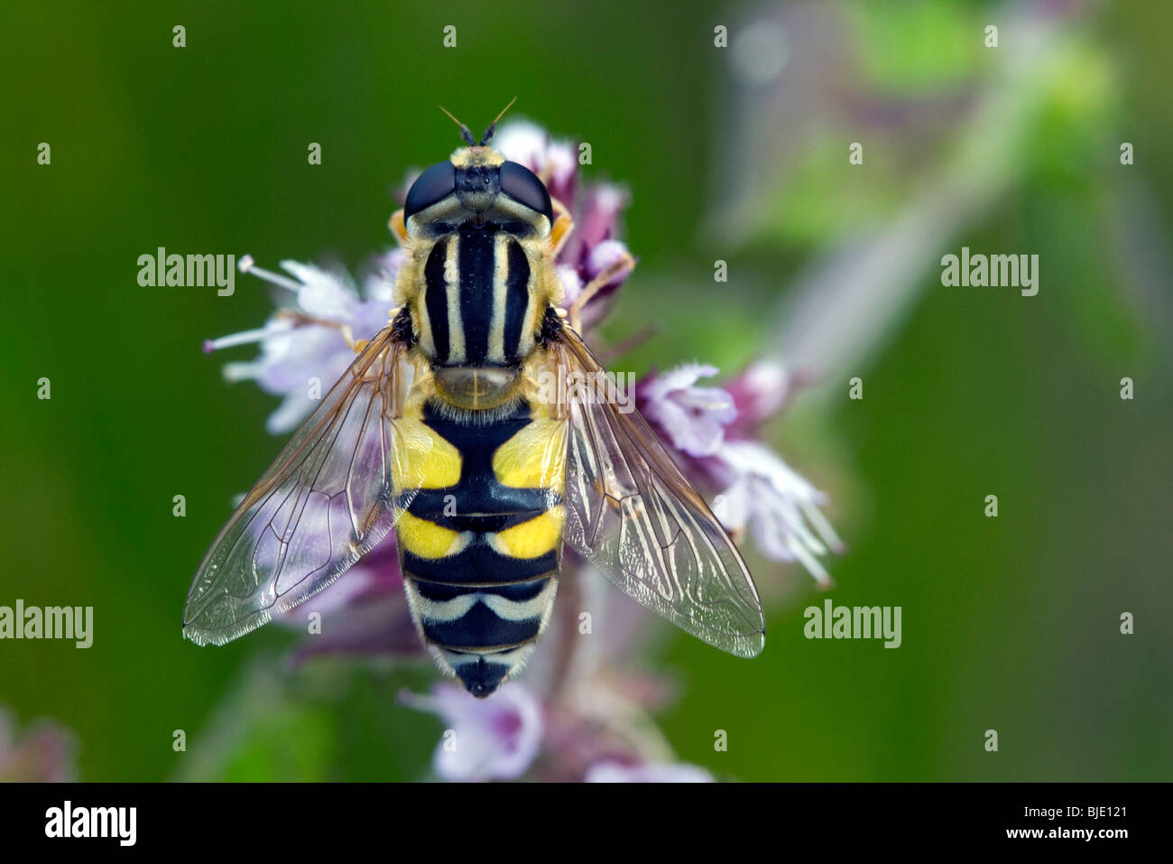 Sun hoverfly (Helophilus pendulus) sull'acqua menta (Mentha aquatica), Belgio, Europa Foto Stock