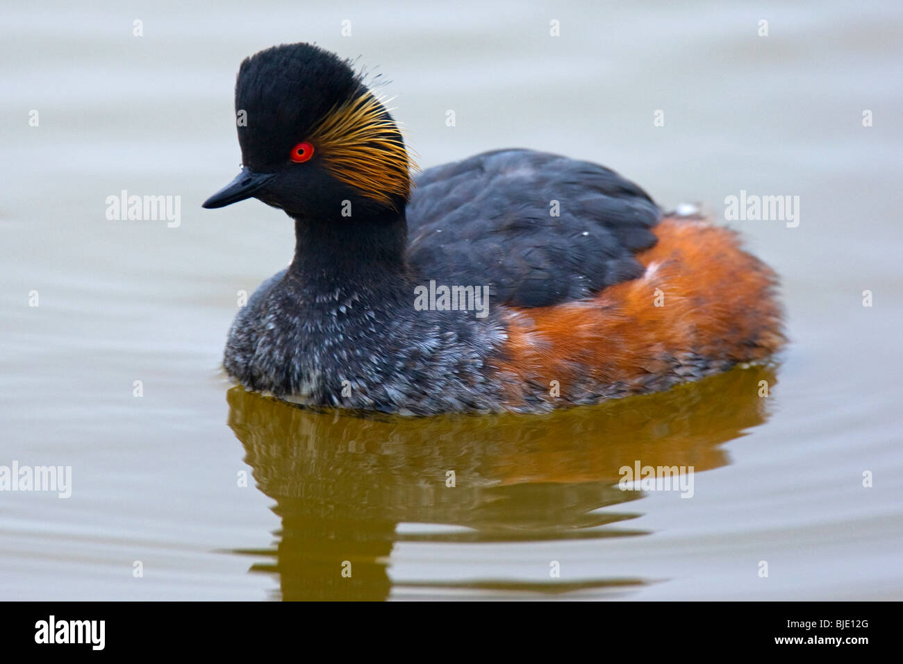 Nero-colli / svasso Eared grebe (Podiceps nigricollis) in estate piumaggio sulle sponde di un lago, Zeeland, Paesi Bassi Foto Stock