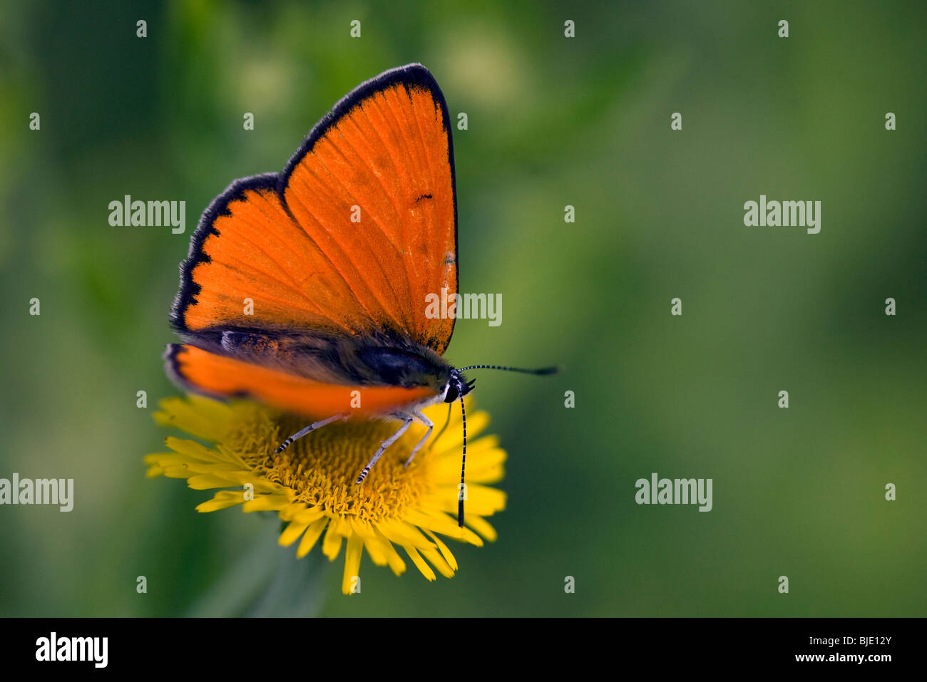 Maschio in rame di grandi dimensioni (Lycaena dispar) sul fiore nel prato, Lorena, Francia Foto Stock