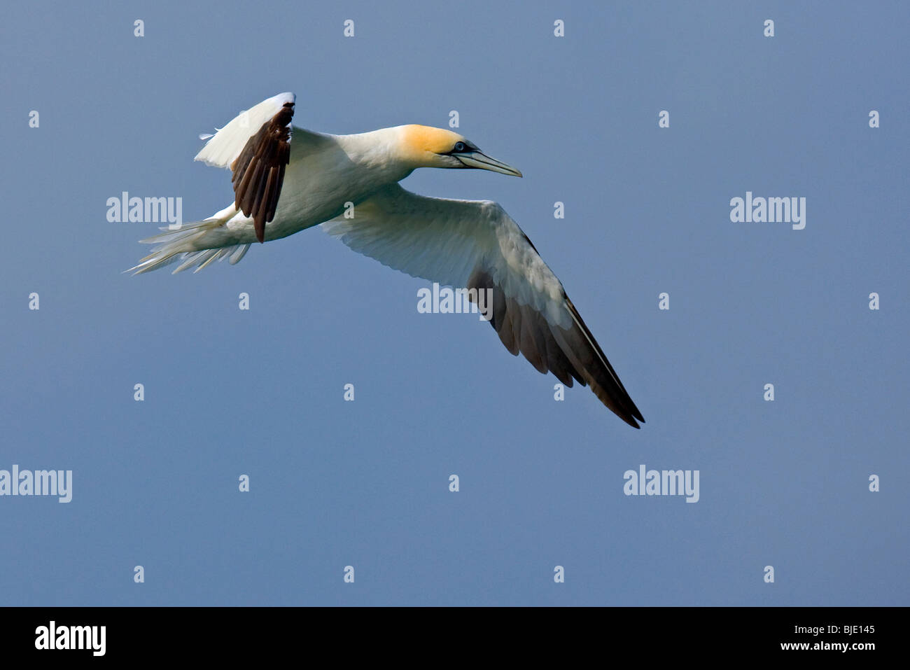 Northern gannet (Morus bassanus / Sula bassana) in volo sopra il mare del Nord, England, Regno Unito Foto Stock