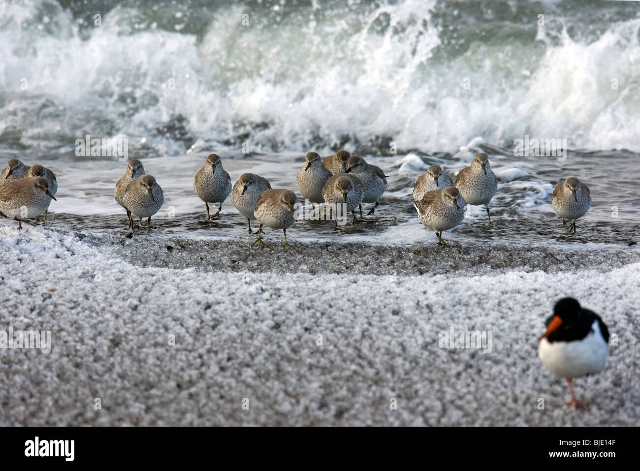 Gregge di Red nodi (Calidris canutus) in inverno piumaggio sulla spiaggia congelati in inverno, Zeeland, Paesi Bassi Foto Stock