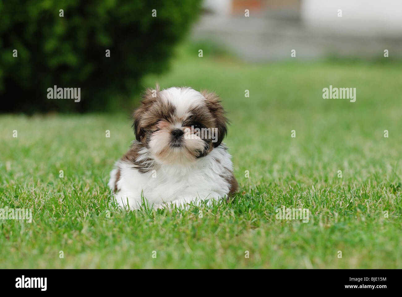 Poco shih tzu cucciolo ritratto Foto Stock