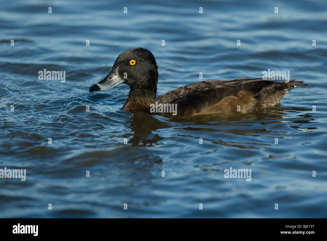 Femmina di moretta (Aythya fuligula) nuotare nel lago, Belgio Foto Stock