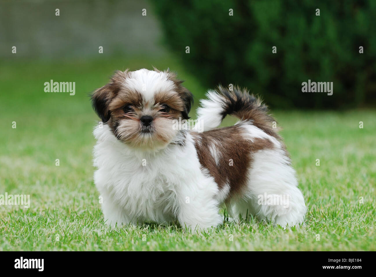 Poco shih tzu cucciolo ritratto Foto Stock