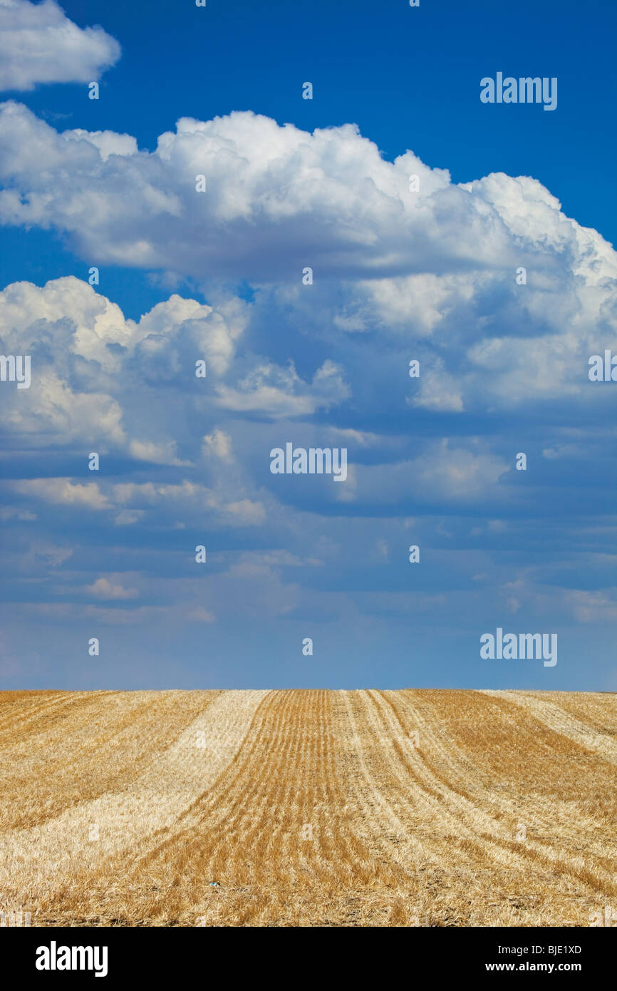 Bassa Cumulus nuvole sopra il Prairie, verticale, Alberta, Canada Foto Stock