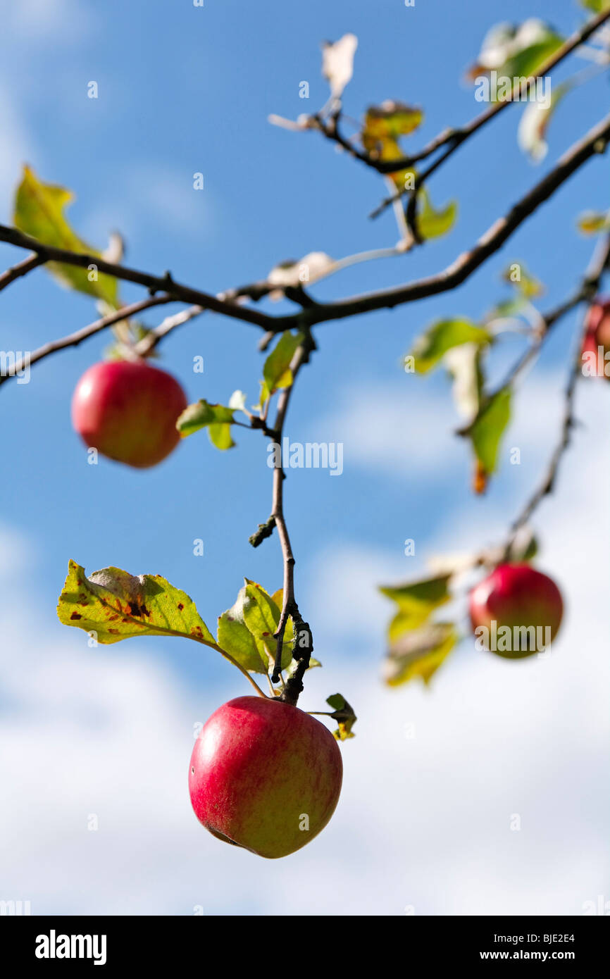 Mele mature (malus domestica) su un albero di mele Foto Stock