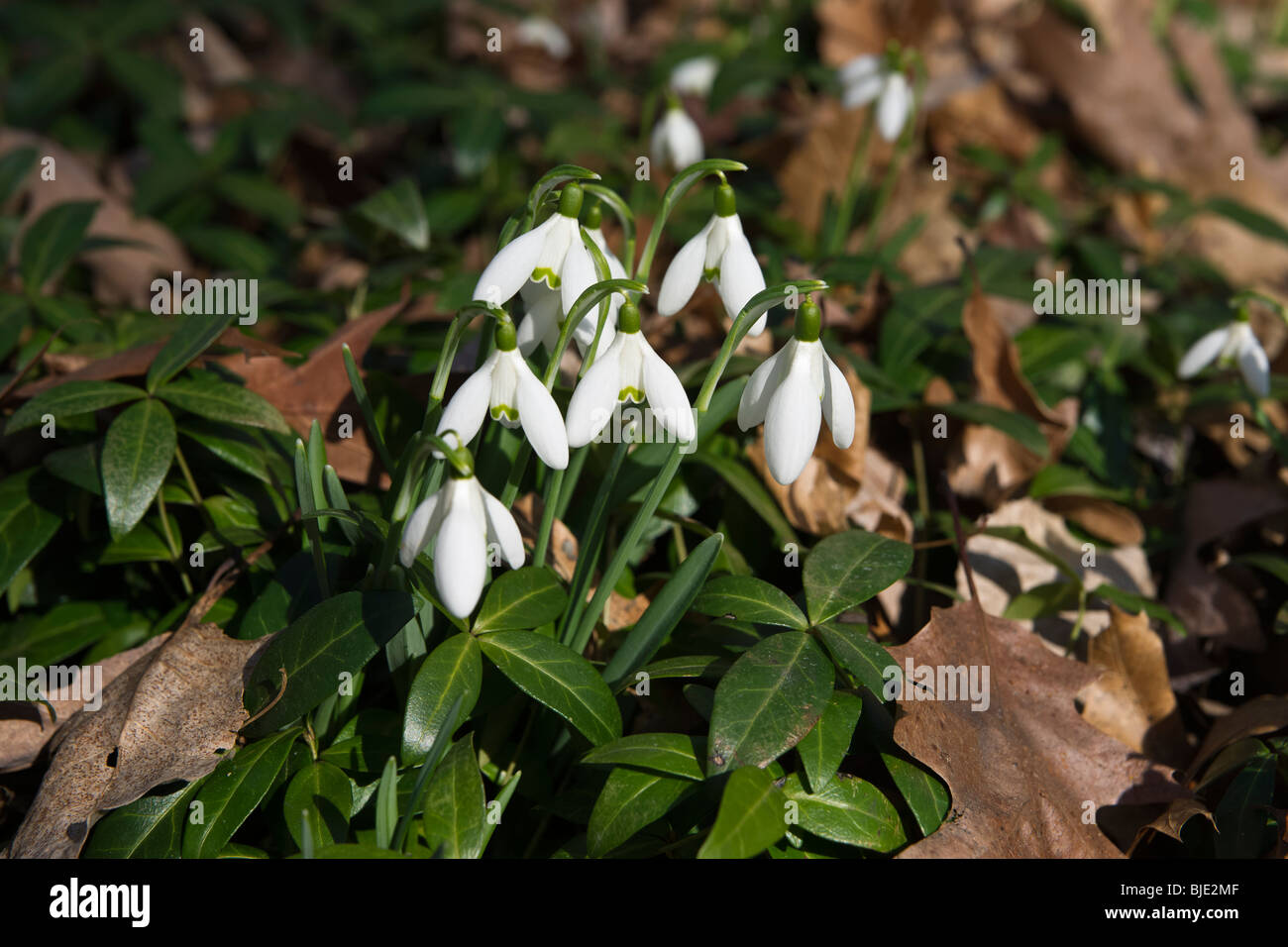 Gruppo bianco comune di gocce di neve gruppo di fiori (Galanthus nivalis) foglie essiccate all'inizio della primavera dall'alto nessuno sfocato sfocatura sfondo ad alta risoluzione Foto Stock