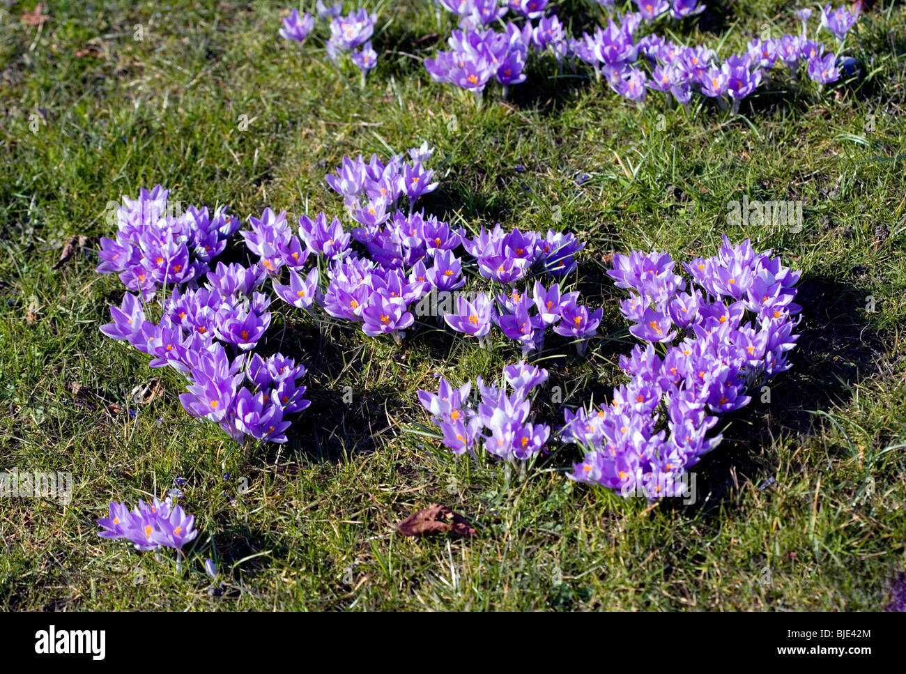 Molla di inglese malva di Crochi, central London, England, Regno Unito, Europa Foto Stock