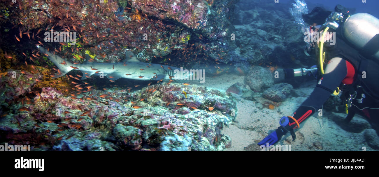 Un subacqueo risplende la sua torcia su una punta bianca reef shark vicino al suo luogo di riposo a Mosquita Isola nell'arcipelago Galapagos. Foto Stock