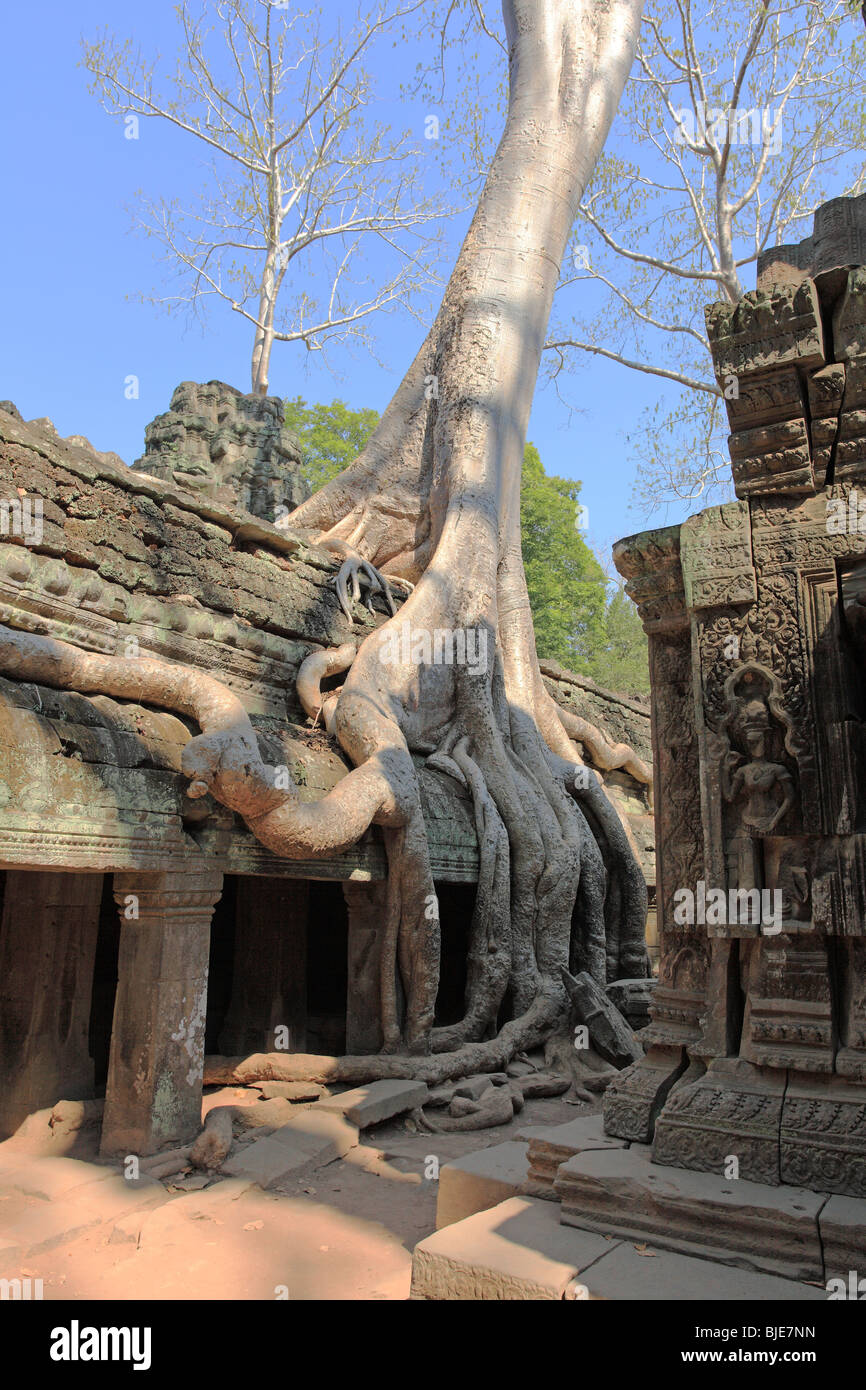 Ta Prohm tempio di Angkor, Siem Reap, Cambogia Foto Stock