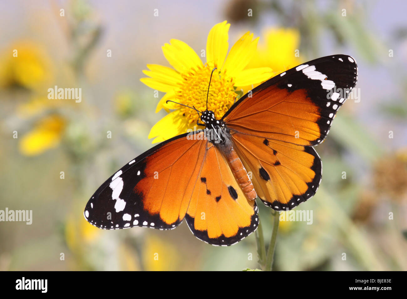 Plain Tiger (Danaus chrysippus) AKA africana di farfalla monarca shot in Israele, ottobre Foto Stock