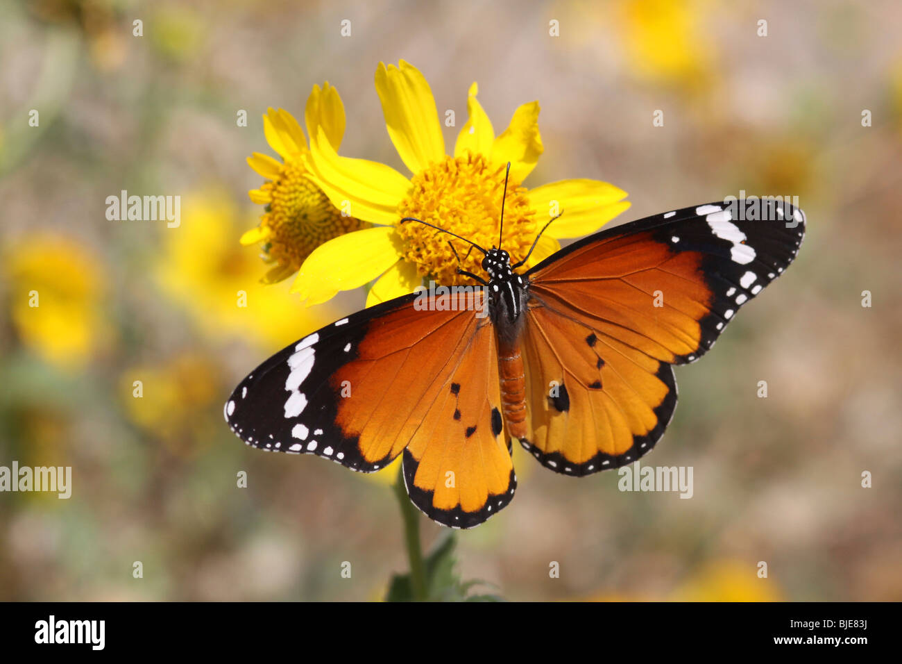 Plain Tiger (Danaus chrysippus) AKA africana di farfalla monarca shot in Israele, ottobre Foto Stock