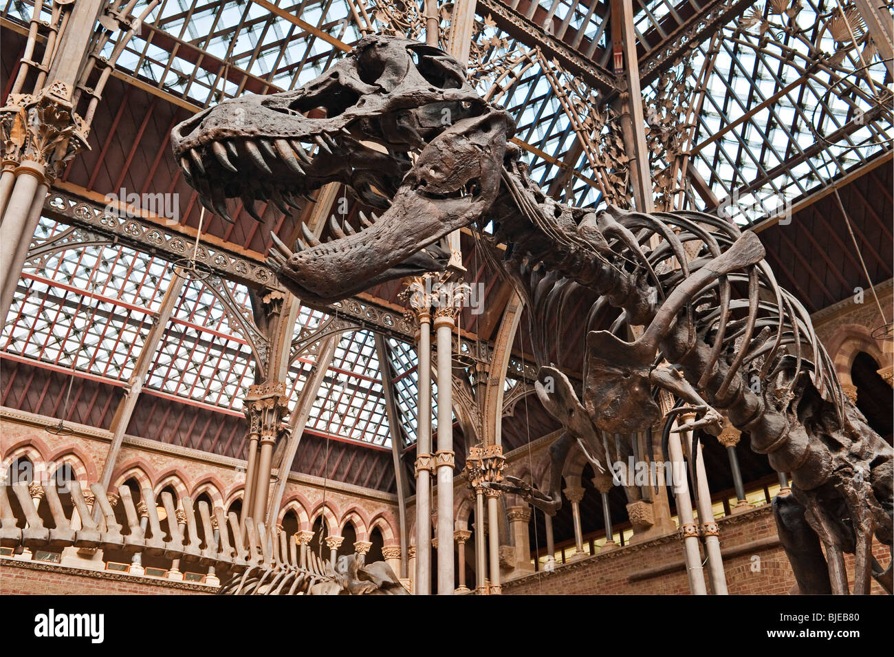 Il Museo di Storia Naturale dell'Università di Oxford, Regno Unito. Cast dello scheletro fossile di un dinosauro Tyrannosaurus Rex Foto Stock