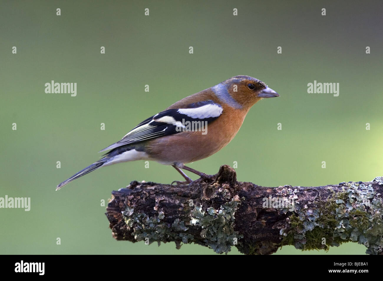 Fringuello maschio in allevamento piumaggio appollaiato sul ramo. Foto Stock
