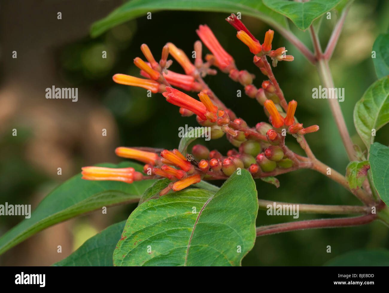 Firebush, Hummingbird Bush (Hamelia patens), fioritura ramoscello. Foto Stock