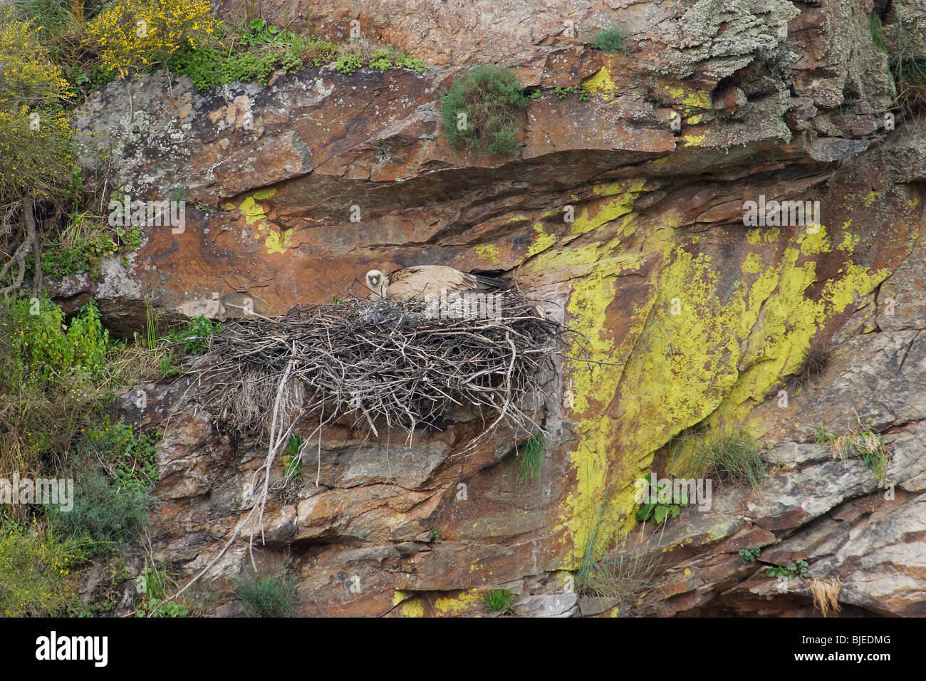 Grifone, Eurasian grifone (Gyps fulvus), Adulto presso il nido in una scogliera di arenaria. Foto Stock