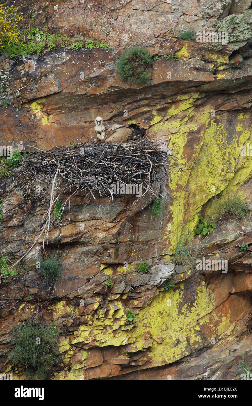 Grifone, Eurasian grifone (Gyps fulvus), Adulto presso il nido in una scogliera di arenaria. Foto Stock