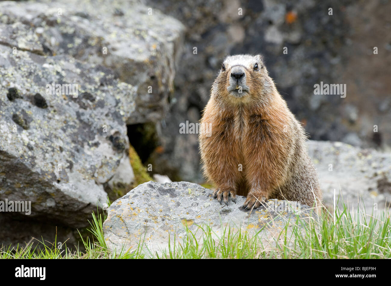 Marmotta di ventre giallo, Rock Chuck (Marmota flaviventris) su una roccia. Foto Stock