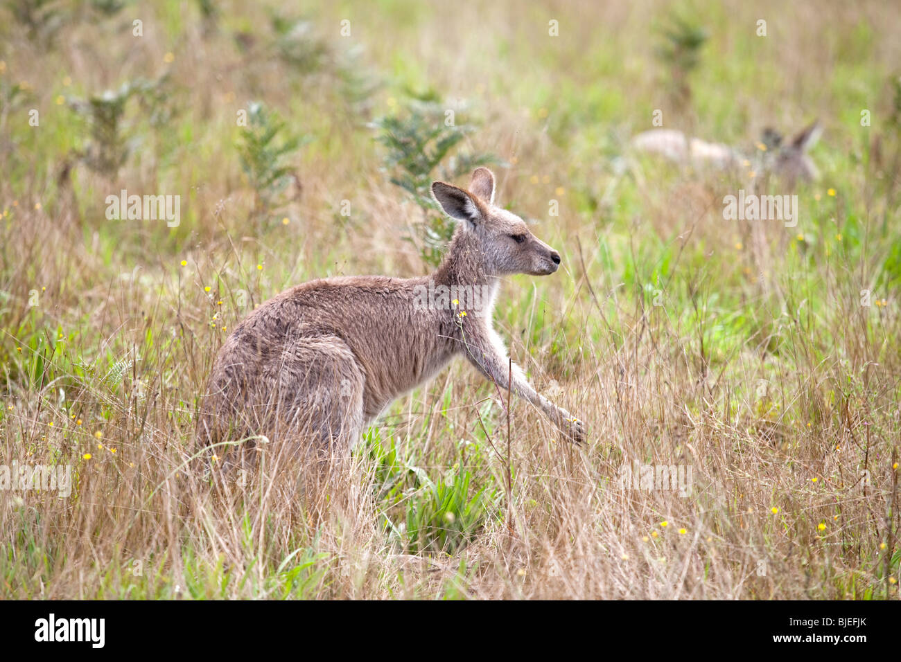 Grigio occidentale Canguro ,Macropus fuliginosus , Kociuszko National Park, NSW, Australia Foto Stock