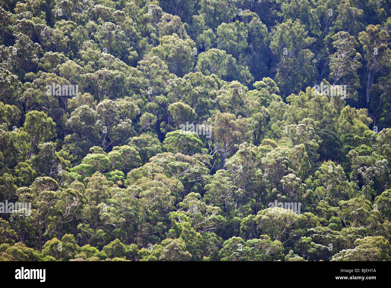 Foresta di eucalipti , South East Forest National Park, NSW, Australia Foto Stock