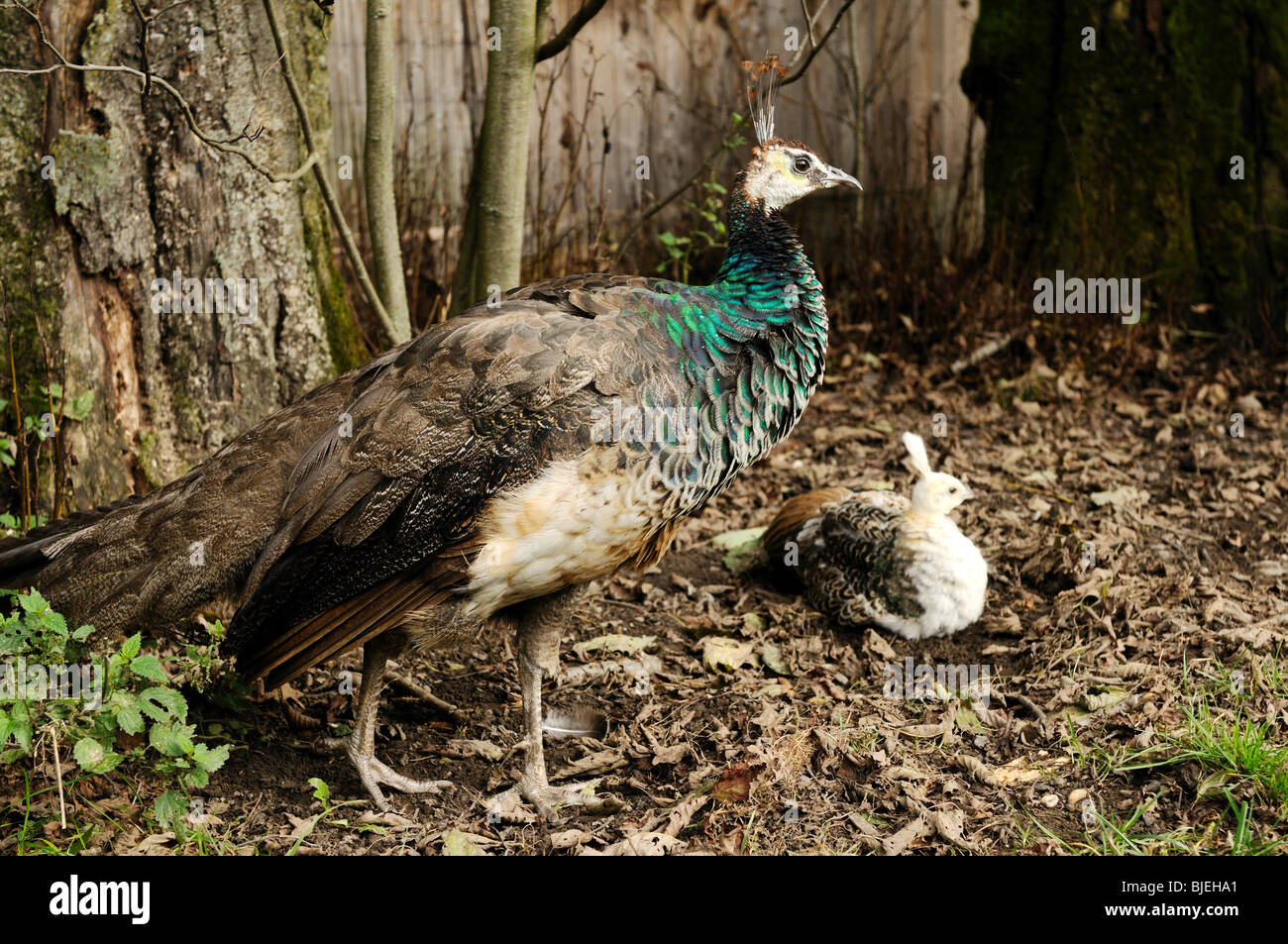 Due indiani Peafowls (Pavo cristatus), madre e peachick, ad alto angolo di visione Foto Stock