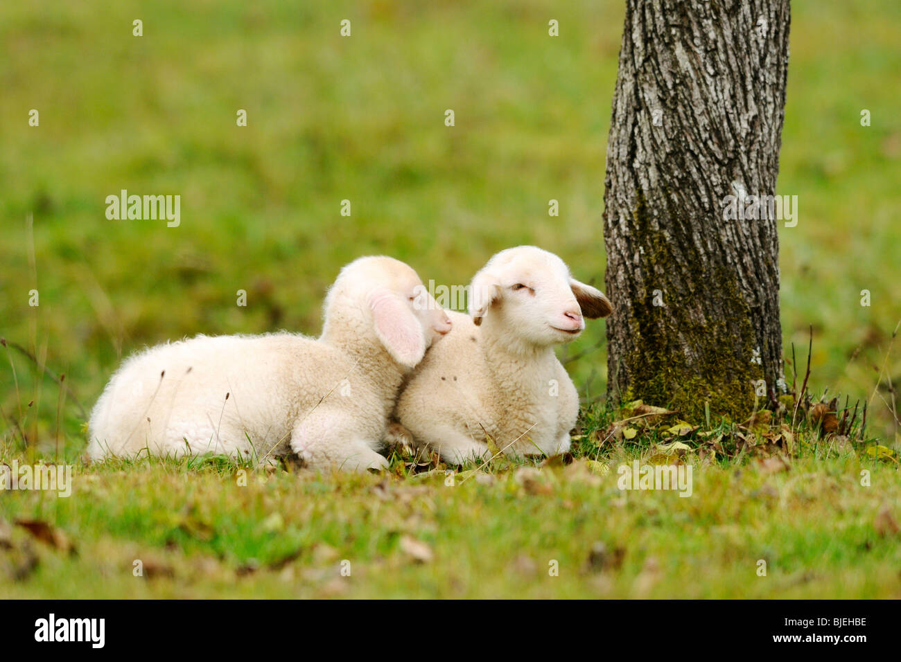 Due pecore (Ovis orientalis aries) giacente su un prato, Baviera, Germania Foto Stock