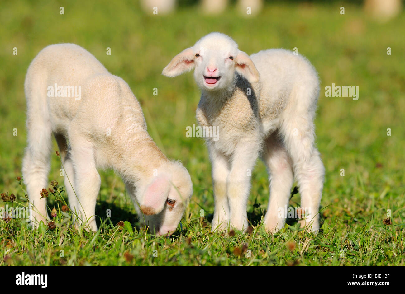 Due pecore (Ovis orientalis aries) su un prato, Baviera, Germania Foto Stock