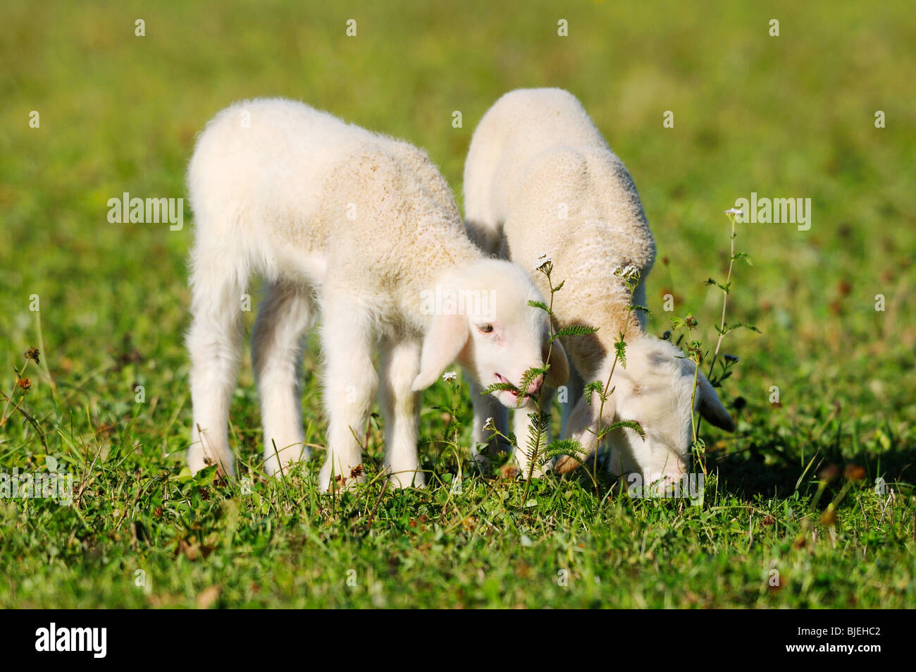 Due pecore (Ovis orientalis aries) su un prato, Baviera, Germania Foto Stock
