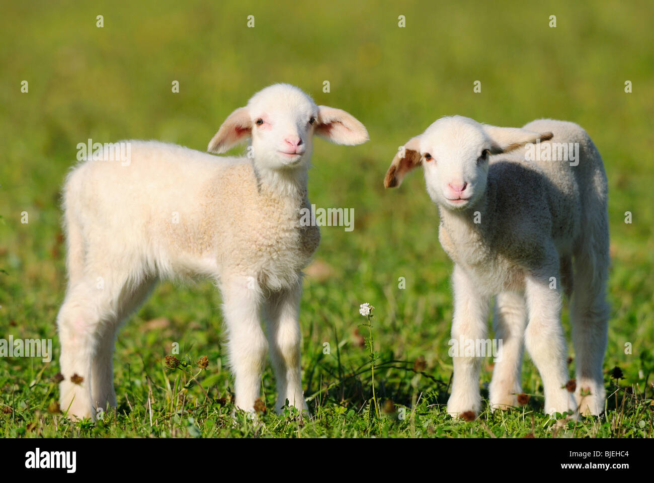 Due pecore (Ovis orientalis aries) su un prato, Baviera, Germania Foto Stock