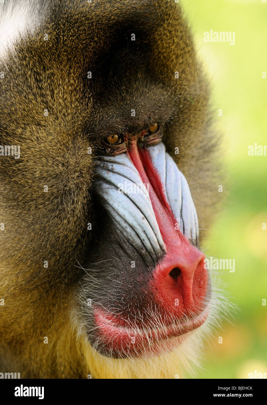 Mandrill (Mandrillus sphinx), il giardino zoologico di Augsburg, Germania, close-up Foto Stock