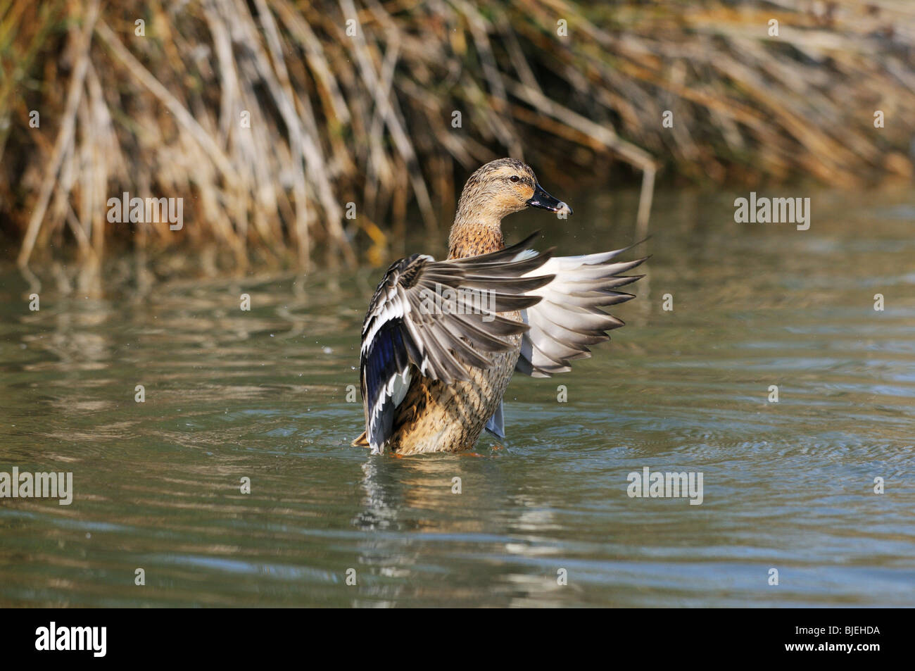 Mallard duck (Anas platyrhynchos) svolazzanti sull'acqua, la Catalogna, Spagna Foto Stock